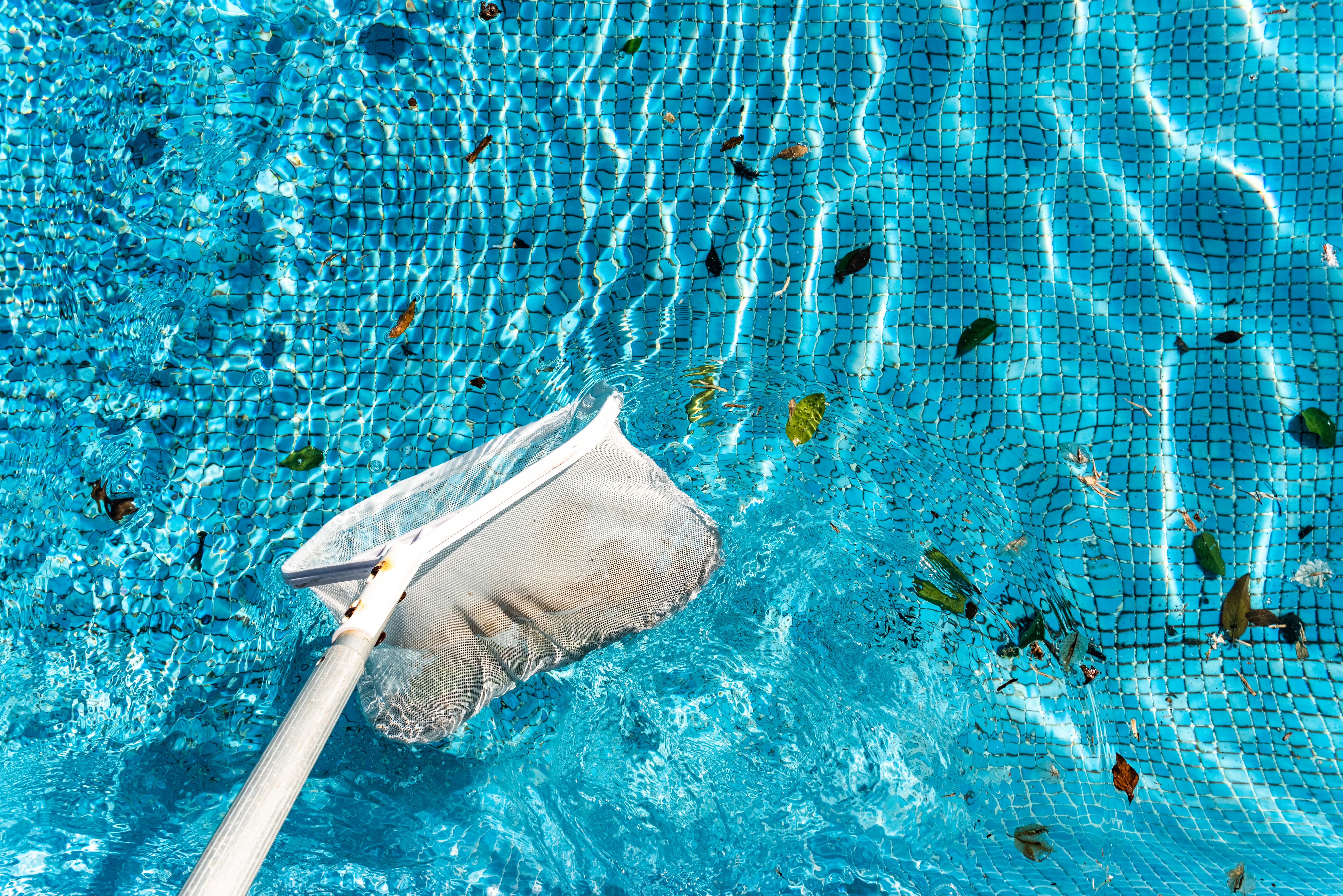 Maintenance man using a pool net leaf skimmer rake in summer to leave ready for bathing his pool.